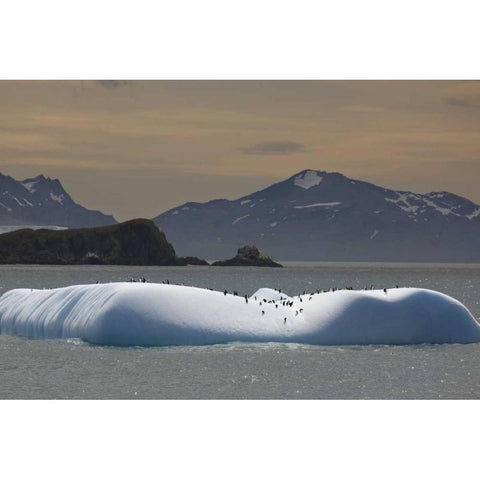 Antarctica, Chinstrap and gentoo penguins Black Modern Wood Framed Art Print with Double Matting by Grall, Don