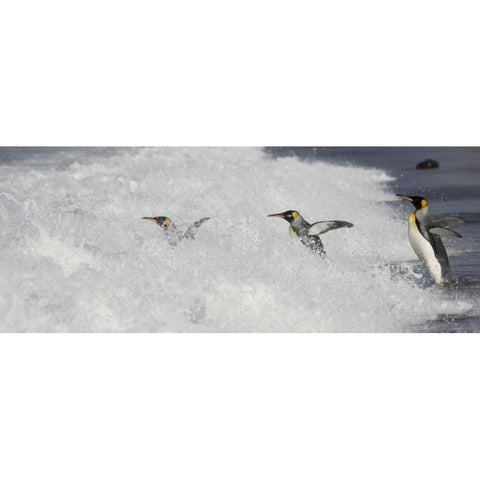 Antarctica King penguins enter surf one by one Black Modern Wood Framed Art Print by Grall, Don