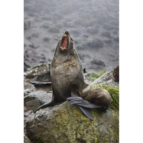 Antarctica, Elsehul Bay Antarctic fur seal yawns Gold Ornate Wood Framed Art Print with Double Matting by Grall, Don
