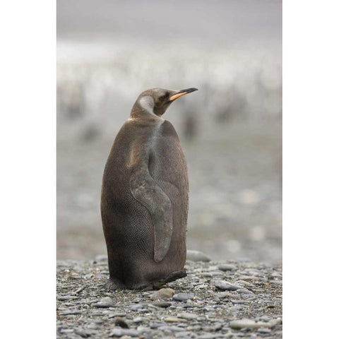 Antarctica, A dark morph of a king penguin Black Modern Wood Framed Art Print with Double Matting by Grall, Don