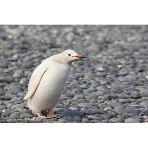 Antarctica, Salisbury Plain White gentoo penguin Black Modern Wood Framed Art Print by Grall, Don