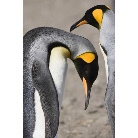 Antarctica, Salisbury Plain King penguin bows Black Modern Wood Framed Art Print by Grall, Don