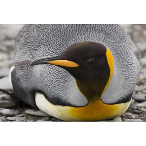 Antarctica, Salisbury Plain King penguin rests Black Modern Wood Framed Art Print by Grall, Don