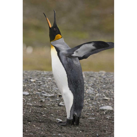 Antarctica, Salisbury Plain King penguin trumpts White Modern Wood Framed Art Print by Grall, Don