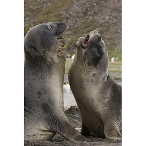 Antarctica, St Andrews Southern Elephant Seals White Modern Wood Framed Art Print by Grall, Don