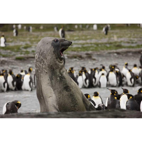 Antarctica, Aggressive Southern Elephant Seal White Modern Wood Framed Art Print by Grall, Don