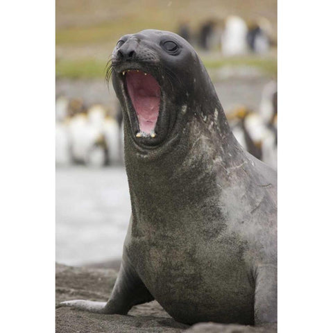 Antarctica A threatening Southern Elephant Seal Black Modern Wood Framed Art Print with Double Matting by Grall, Don