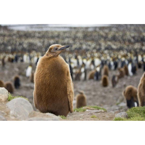 Antarctica, St Andrews Bay King penguin chick Gold Ornate Wood Framed Art Print with Double Matting by Grall, Don