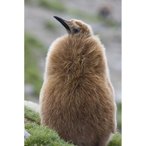 Antarctica, St Andrews Bay King penguin chick Black Modern Wood Framed Art Print with Double Matting by Grall, Don