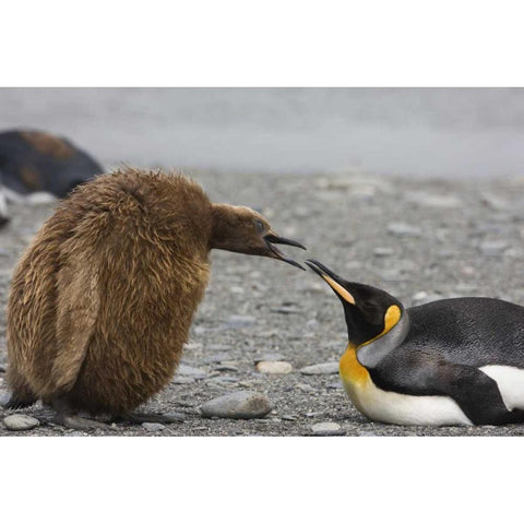 Antarctica King penguin Oakum Boy chick Gold Ornate Wood Framed Art Print with Double Matting by Grall, Don