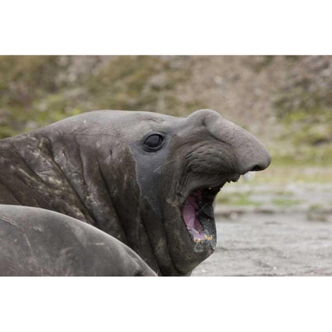 Antarctica, St Andrews Southern Elephant Seal Black Modern Wood Framed Art Print by Grall, Don
