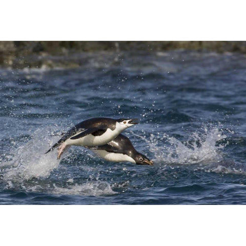 Antarctica, Adelie penguins porpoising Black Modern Wood Framed Art Print with Double Matting by Grall, Don