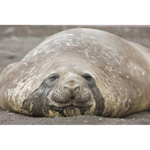 Antarctica, Livingston Is Southern elephant seal Gold Ornate Wood Framed Art Print with Double Matting by Grall, Don