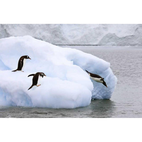 Antarctica, Neko Harbor One gentoo penguin leaps White Modern Wood Framed Art Print by Grall, Don