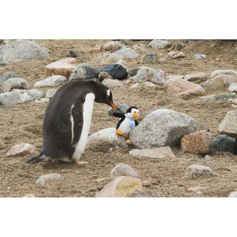 Antarctica, Neko Harbor Curious gentoo penguin Gold Ornate Wood Framed Art Print with Double Matting by Grall, Don