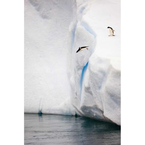 Antarctica Adelie penguin diving off an iceberg Gold Ornate Wood Framed Art Print with Double Matting by Grall, Don