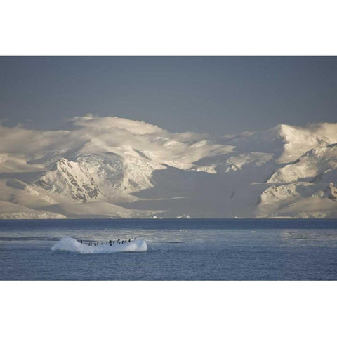 Antarctica, Gentoo penguins on an iceberg Black Modern Wood Framed Art Print with Double Matting by Grall, Don