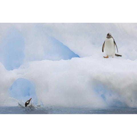 Antarctica Gentoo penguins on an iceberg Black Modern Wood Framed Art Print by Grall, Don