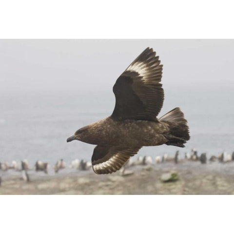 Antarctica, Brown skua soars over penguin colony White Modern Wood Framed Art Print by Grall, Don