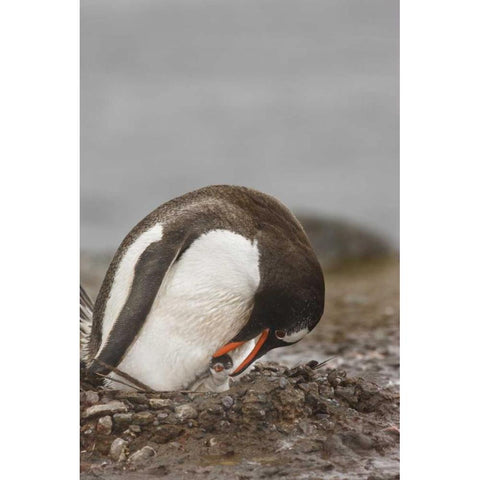Antarctica A gentoo penguin with chick at nest Black Modern Wood Framed Art Print by Grall, Don