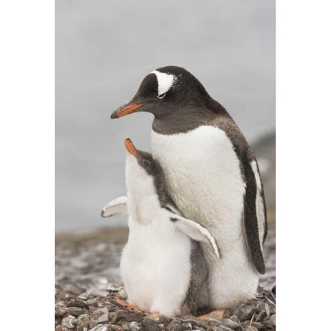 Antarctica, Gentoo penguin chick bonding Black Modern Wood Framed Art Print by Grall, Don