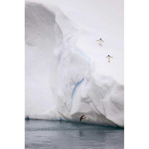 Antarctica Adelie penguin diving off an iceberg Gold Ornate Wood Framed Art Print with Double Matting by Grall, Don