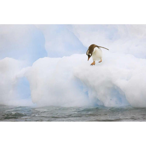 Antarctica, Gentoo penguin prepares to dive Gold Ornate Wood Framed Art Print with Double Matting by Grall, Don