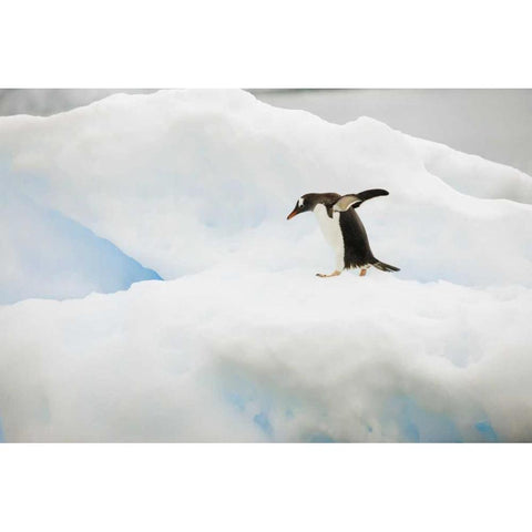 Antarctica A gentoo penguin on an iceberg Black Modern Wood Framed Art Print by Grall, Don