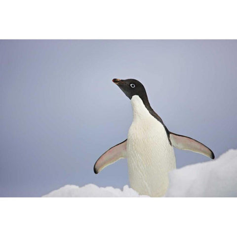 Antarctica, An adult Adelie penguin stretches Black Modern Wood Framed Art Print by Grall, Don