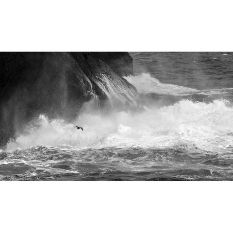 Antarctica Cormorant flying over frothing sea Black Modern Wood Framed Art Print by Young, Bill