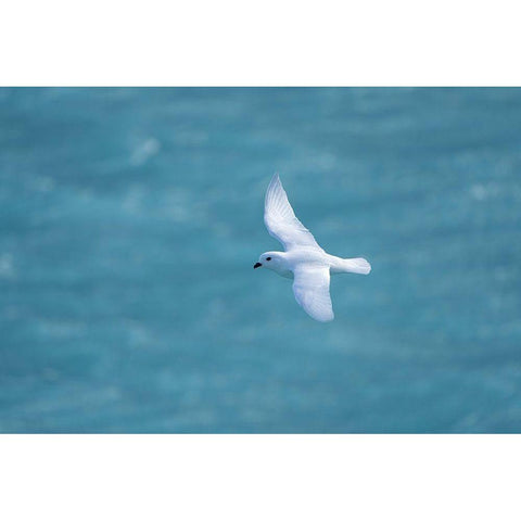 Antarctica-South Georgia Island-Coopers Bay Snow petrel flying above Drygalski Fjord  Black Modern Wood Framed Art Print with Double Matting by Jaynes Gallery