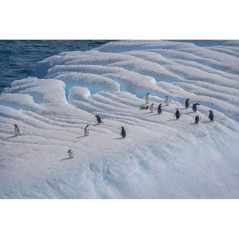 Antarctica-South Georgia Island-Coopers Bay Penguins on iceberg  Black Modern Wood Framed Art Print with Double Matting by Jaynes Gallery
