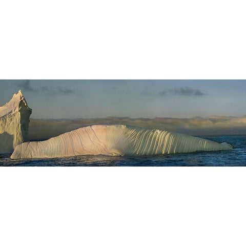 Antarctica-South Georgia Island-Coopers Bay Iceberg shaped like elephant seal at sunrise  Black Modern Wood Framed Art Print by Jaynes Gallery