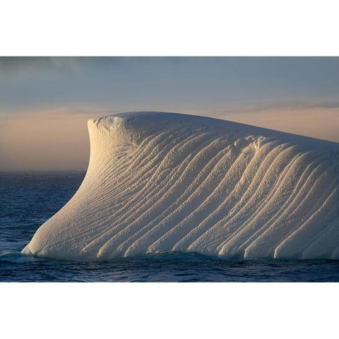 Antarctica-South Georgia Island-Coopers Bay Iceberg at sunrise  Black Modern Wood Framed Art Print by Jaynes Gallery