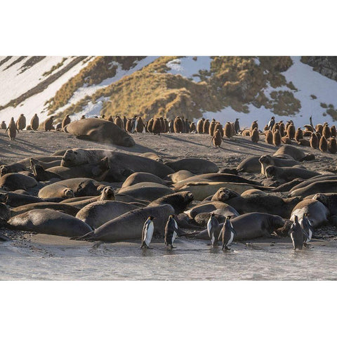 Antarctica-South Georgia Island-Gold Harbor King penguins and elephant seals  Black Modern Wood Framed Art Print by Jaynes Gallery