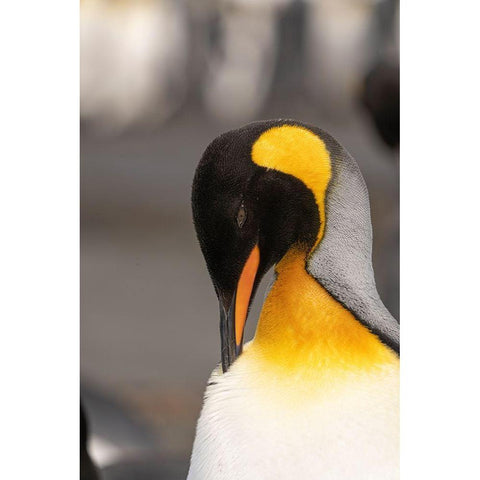 Antarctica-South Georgia Island-Right Whale Bay King penguin preening  Gold Ornate Wood Framed Art Print with Double Matting by Jaynes Gallery