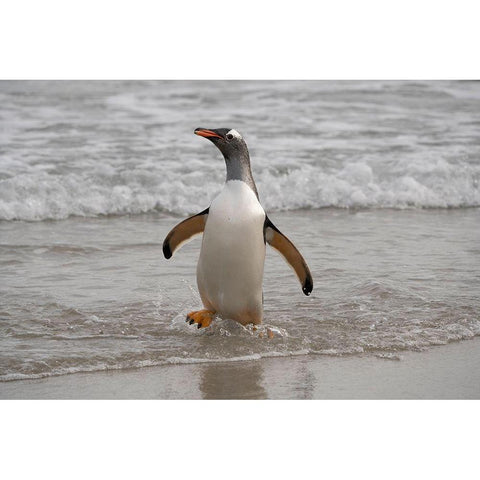 Falkland Islands-Grave Cove Gentoo penguin returning from ocean  White Modern Wood Framed Art Print by Jaynes Gallery