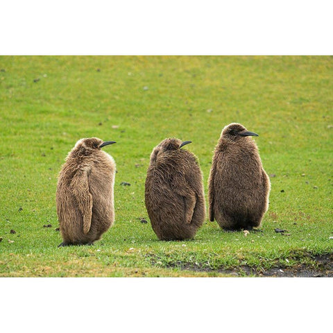 Falkland Islands-Saunders Island Close-up of king penguin chicks or oakum boys  Black Modern Wood Framed Art Print by Jaynes Gallery