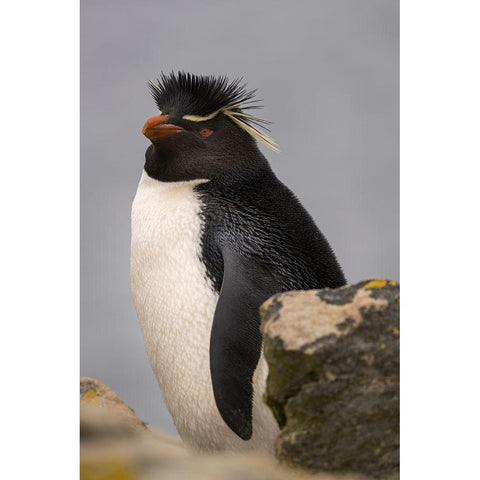 Falkland Islands-New Island Close-up of rockhopper penguin  White Modern Wood Framed Art Print by Jaynes Gallery