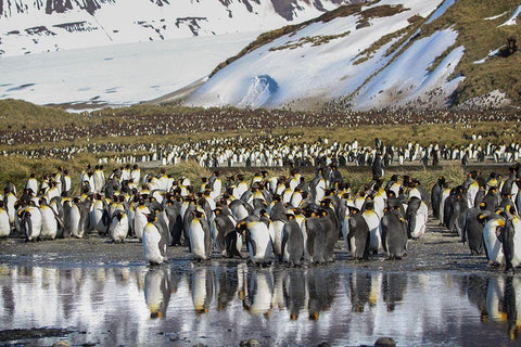 Antarctica-South Georgia Island-Salisbury Plain King penguins on beach  White Modern Wood Framed Art Print with Double Matting by Jaynes Gallery
