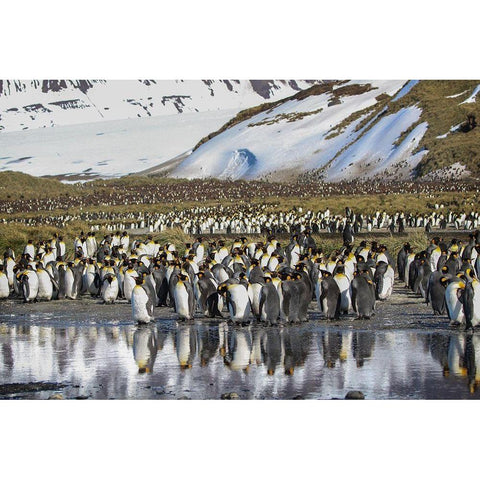 Antarctica-South Georgia Island-Salisbury Plain King penguins on beach  Black Modern Wood Framed Art Print by Jaynes Gallery