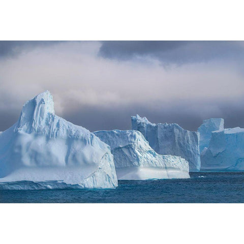 Antarctica-South Georgia Island-Coopers Bay Icebergs at sunrise  White Modern Wood Framed Art Print by Jaynes Gallery