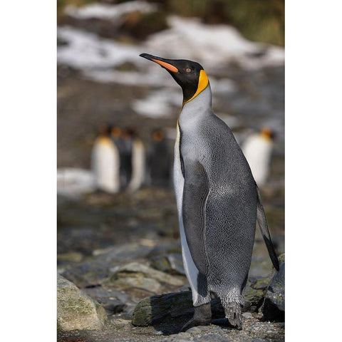 Antarctica-South Georgia Island-Elsehul Bay King penguin close-up  Black Modern Wood Framed Art Print by Jaynes Gallery