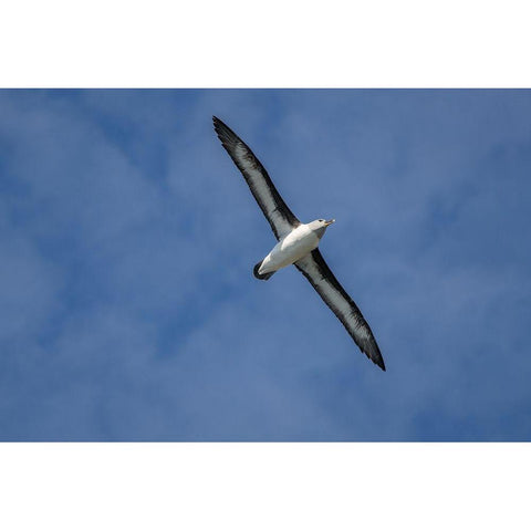 Antarctica-South Georgia Island-Elsehul Bay Grey-headed albatross soars on air currents  Black Modern Wood Framed Art Print by Jaynes Gallery