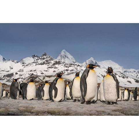 Antarctica-South Georgia Island-St Andrews Bay Landscape with mountain and king penguin colony  Black Modern Wood Framed Art Print by Jaynes Gallery