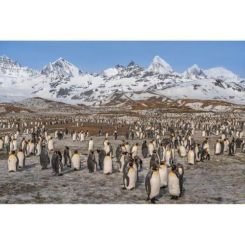 Antarctica-South Georgia Island-St Andrews Bay Landscape with mountain and king penguin colony  Black Modern Wood Framed Art Print by Jaynes Gallery