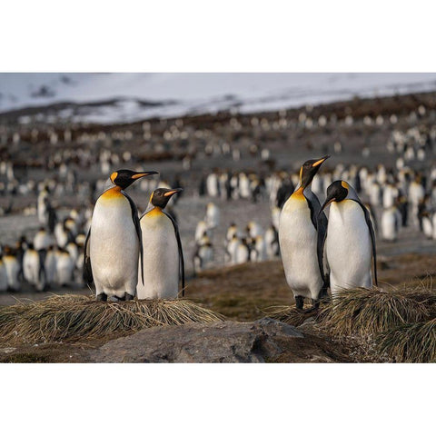 Antarctica-South Georgia Island-St Andrews Bay King penguins at their nests  Black Modern Wood Framed Art Print by Jaynes Gallery