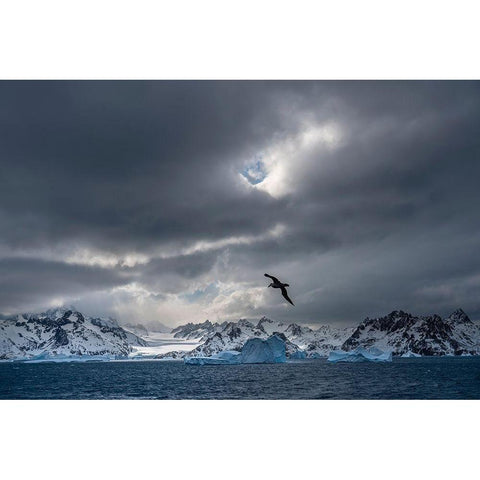 Antarctica-South Georgia Island Stormy sunset on glacier and flying bird  Black Modern Wood Framed Art Print by Jaynes Gallery