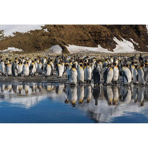 Antarctica-South Georgia Island-Salisbury Plain King penguins reflect in meltwater pond  White Modern Wood Framed Art Print by Jaynes Gallery