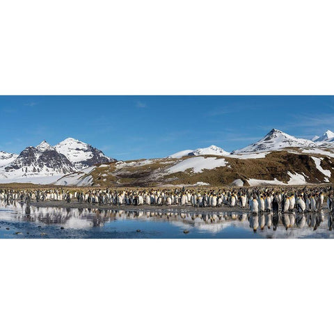 Antarctica-South Georgia Island-Salisbury Plain Panoramic of king penguins reflecting Black Modern Wood Framed Art Print by Jaynes Gallery